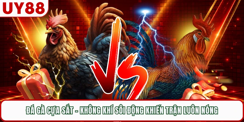 Đá Gà Cựa Sắt - Không Khí Sôi Động Khiến Trận Luôn Nóng